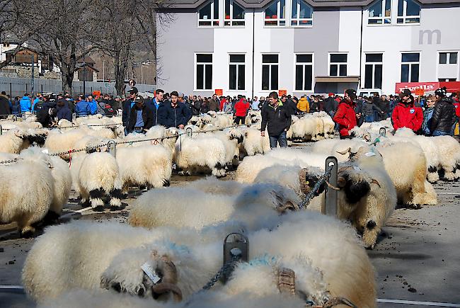 Von den 550 angemeldeten Tieren waren 430 erschienen. 