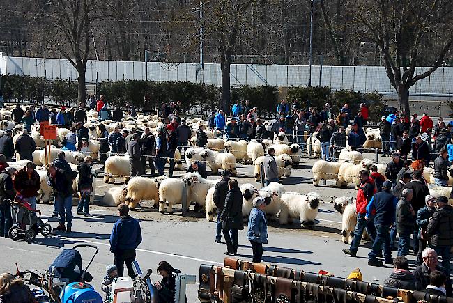 Ab 11.45 Uhr konnten sich die Besucherinnen und Besucher die Widder genauer ansehen. 