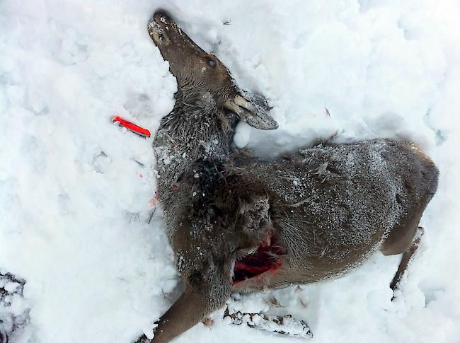 Verschwender. Von den gerissenen, über 100 Kilogramm schweren Hirschkühen verschlingt der Wolf jeweils nur wenige Kilogramm Fleisch.