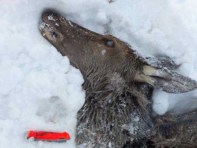 Wolfspfote. Der Pfotenabdruck des Wolfes oberhalb des roten Messers weisst eine Länge von 8 Zentimetern auf.