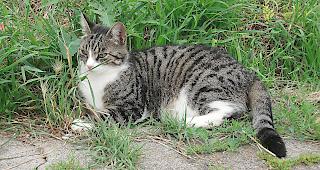 Der Tierschutz h&auml;lt es f&uuml;r besser, Strassenkatzen vor Ort zu helfen, anstatt sie mitzunehmen.