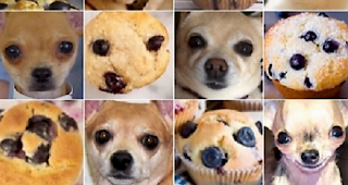 Chihuahua oder Muffin?