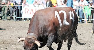 Impression vom Stechfest im Goler vom 20. M&auml;rz 2016.