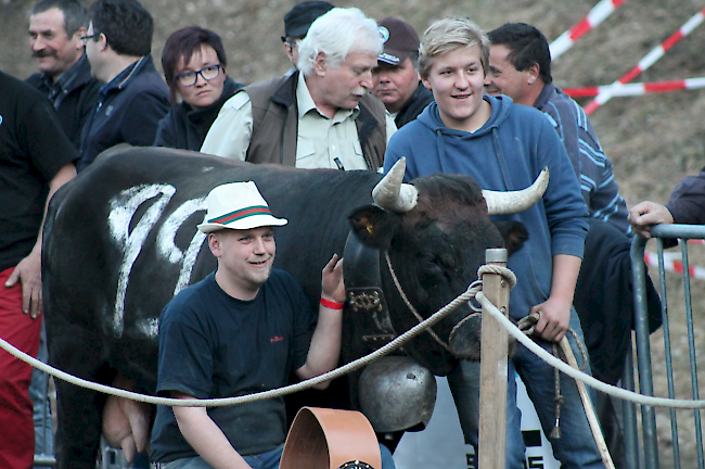 Final der Kategorie 3 Kühe