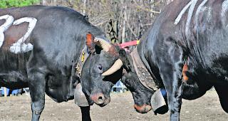 Auge um Auge. Die kampfeslustigen Eringer schenkten sich in der staubigen Arena nichts. Dies wussten die zahlreich aufmarschierten Ringkuhkampffreunde sehr zu sch&auml;tzen. 