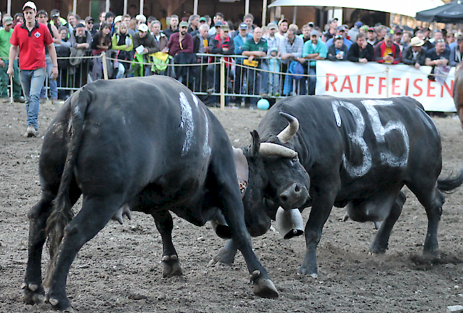 Ringkuhkampf im Goler vom 20. März