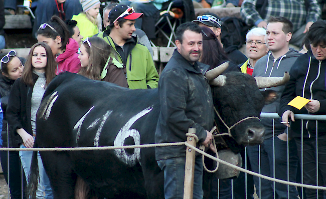 Ringkuhkampf im Goler vom 20. März