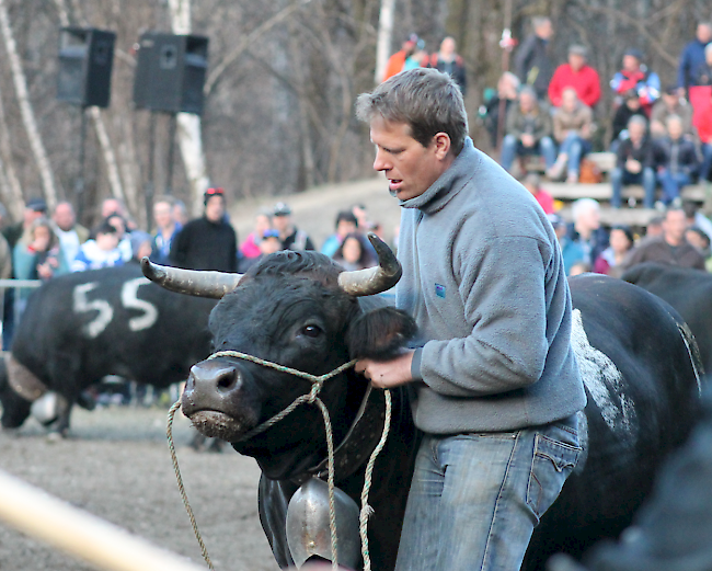 Ringkuhkampf im Goler vom 20. März