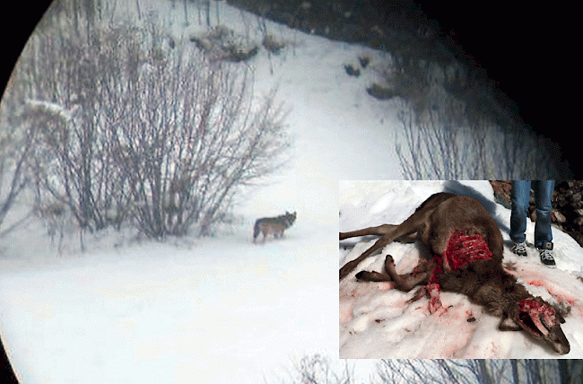 Wolf M64. Der Lötschentaler Wolf wurde im Januar von Touristen bei Sembrancher im Entremont fotografiert. Am Wochenende riss er zwischen Ferden und Wiler die siebte Hirschkuh innert kürzester Zeit (kleines Foto)