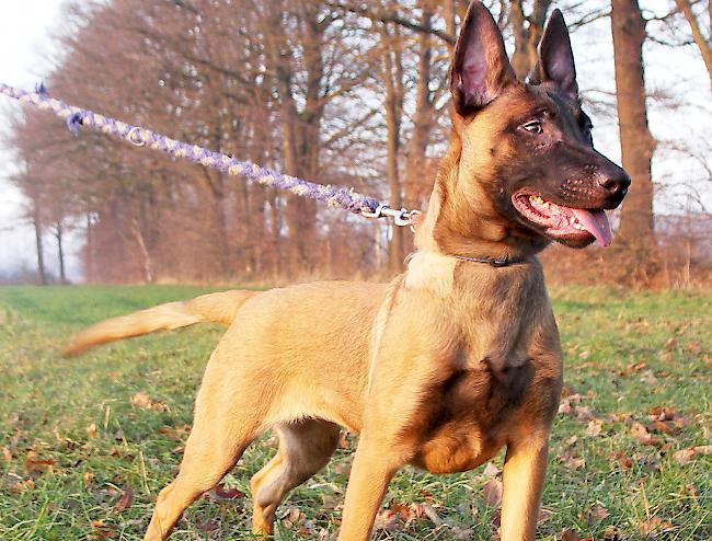 Gehört ein Malinois immer an die Leine? Die Meinungen sind unterschiedlich.