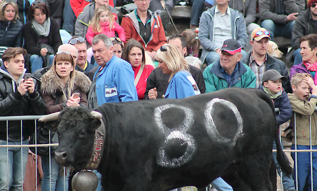 Impression vom Vifra-Stechfest vom Ostermontag in Raron.