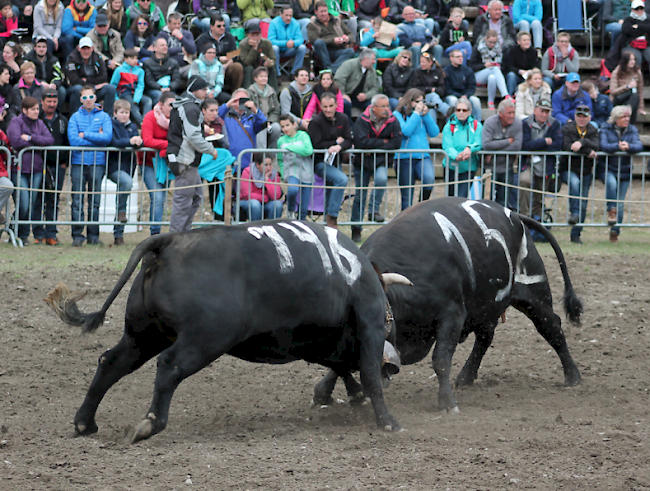 Impression vom Vifra-Stechfest vom Ostermontag in Raron.