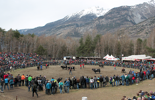 Impression vom Vifra-Stechfest vom Ostermontag in Raron.