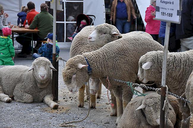 Impressionen vom Gampier WAS-Widdermarkt.