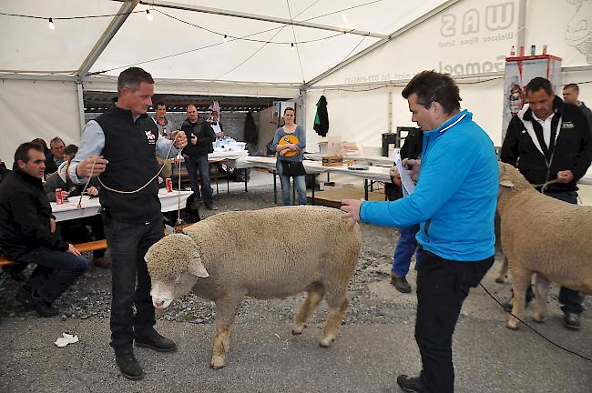 Co-Chefjuror German Kalbermatter (rechts) präsentiert den drittplatzierten Widder der Katergorie 1. Sein Besitzer, Pius Lehner, kommt ebenfalls aus Wiler.