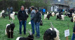 Ein paar Impressionen vom Bockmarkt.