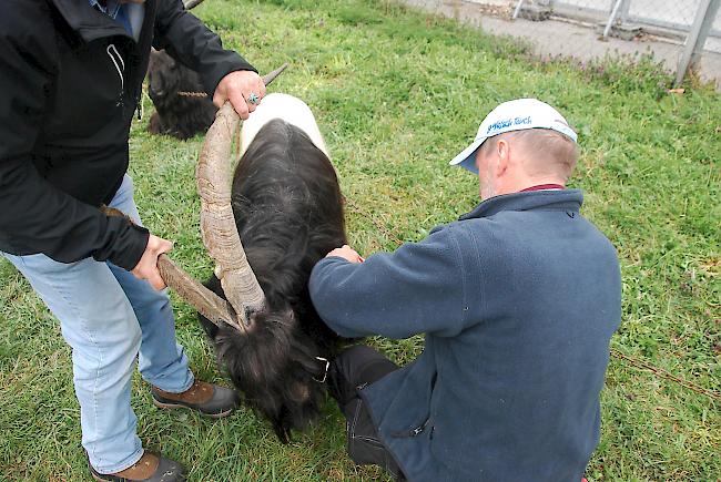 Alle Tiere mit der Maximalpunktzahl erhalten von Walter Bleiker (Saas-Balen) eine Auszeichnung.