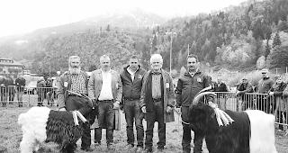 Die Gewinner. Von links: Edwin Eggel mit seinem &laquo;Mister Junior&raquo;, Experte Carli Cathomas, Reinhard Grand (Pr&auml;sident des Oberwalliser Ziegenzuchtverbands), Experte Ueli Perren und Fernando Steiner mit seinem &laquo;Mister Naters&raquo;. 