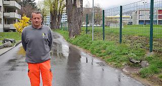 Stadtg&auml;rtner Ren&eacute; Werlen vor den &laquo;Silberweiden&raquo; (r.), welche n&auml;chstens gef&auml;llt werden.