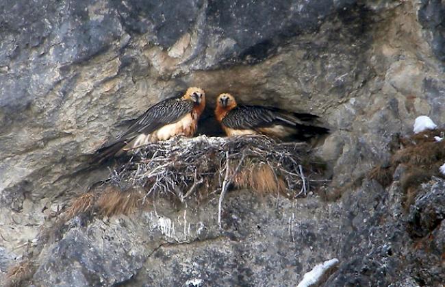 Neun Bartgeier-Pärchen haben in diesem Jahr im Graubünden im Kanton Wallis erfolgreich gebrütet.