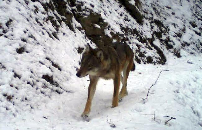 Dauerbrenner. Der Wolf beschäftigt derzeit nicht nur die Schäfer, sondern auch die Mühlen der Justiz.