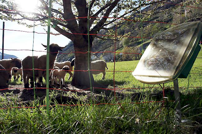 Geschützt. Elektrozäune garantieren keinen 100-prozentigen Schutz vor Wolfsangriffen, vermindern aber die Gefahr doch wesentlich. 