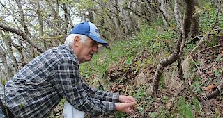 Sammlergl&uuml;ck: Walter Anthamatten hat eine Morchel und welkem Blattwerk ausgemacht. 