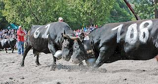 Obschon auch in Bern Kuhk&auml;mpfe stattfinden, k&ouml;nnen sich f&uuml;r das nationale Finale nur K&uuml;he qualifizieren, die im Wallis gek&auml;mpft haben.