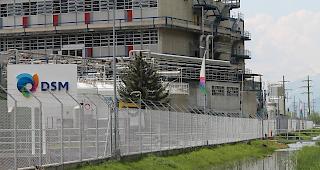 Die Zwergziegen in ihrem Zuhause bei der DSM.