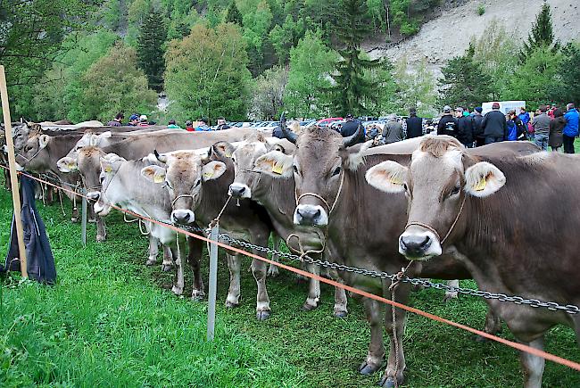 73 Tiere wurden für den Wettbewerb angemeldet. 