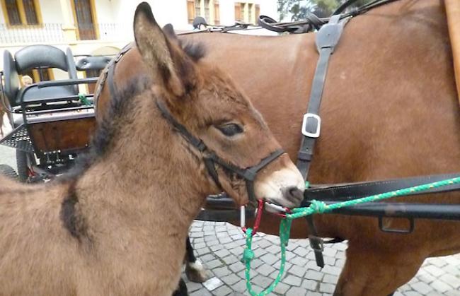 Mit dabei ein drei Wochen altes Maultierfohlen