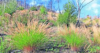 In neuer Bl&uuml;te. Im feuchten Schattenhang dominieren nun Pionierpflanzen wie Birken, Pappeln und Weiden. Und vor allem Gras.