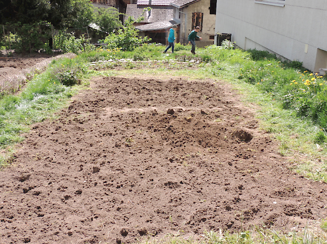 So sieht der Schulgarten nach einer Stunde umgraben und -stechen aus.