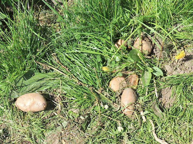 Einige Kartoffeln haben den Winter überlebt.