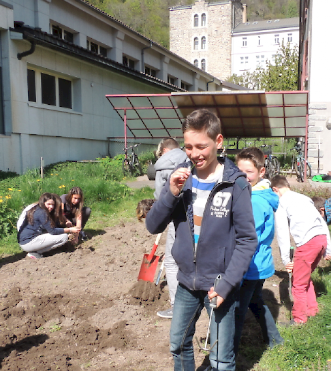 Noch ein wenig skeptisch probiert ein Schüler den Schnittlauch.