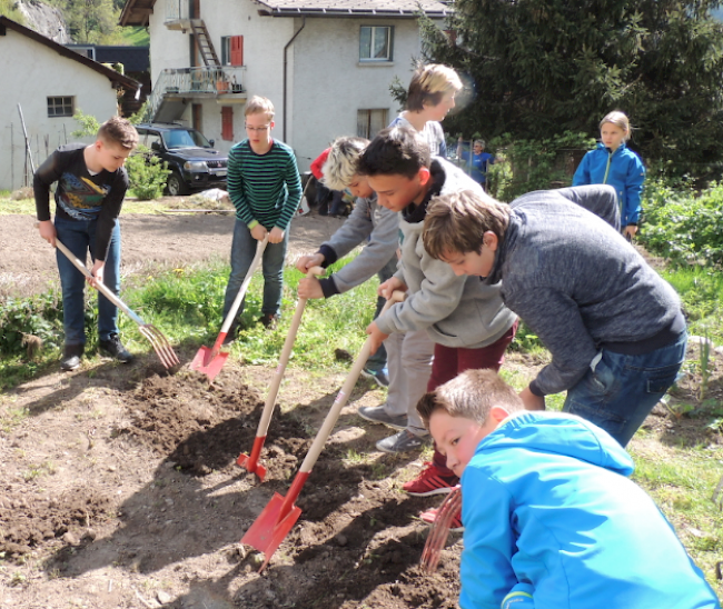 Mit viel Einsatz sind die Schüler am Umgraben.