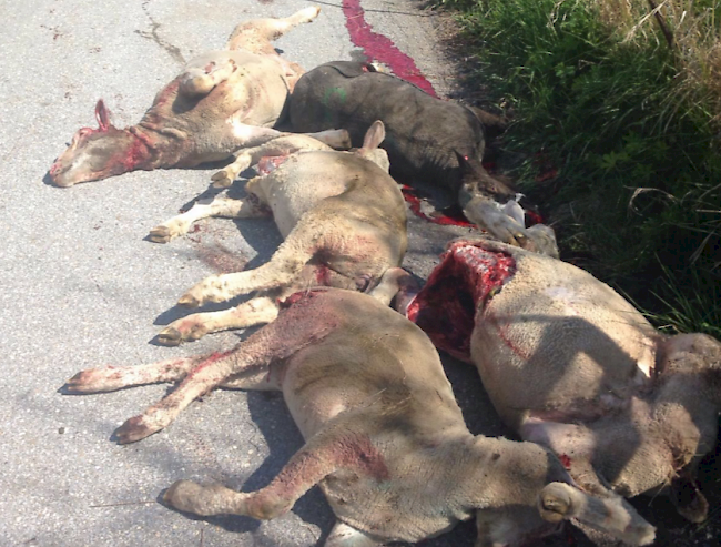 Kein schönes Bild: Schäfer Ewald Guntern musste die gerissenen Schafe am Samstagmorgen am Strassenrand bereitstellen, um sie zur Tierkadaverstelle zu transportieren.