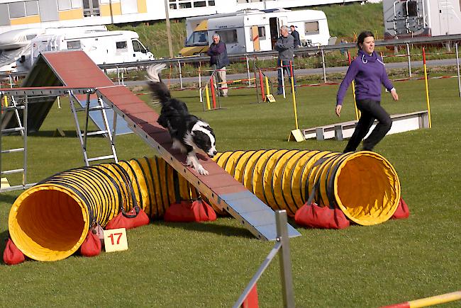 Impressionen aus Steg, das über dieses Wochenende ganz im Zeichen des Hundesports steht.