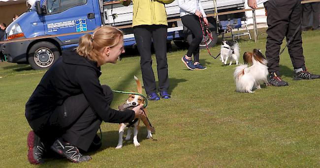 Impressionen aus Steg, das über dieses Wochenende ganz im Zeichen des Hundesports steht.