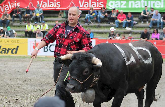 Impressionen vom Nationalen Finale der Eringer Rasse 2016 in Aproz.