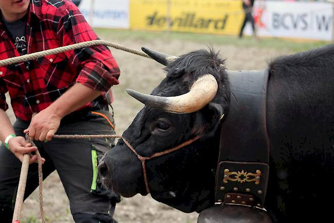 Impressionen vom Nationalen Finale der Eringer Rasse 2016 in Aproz.