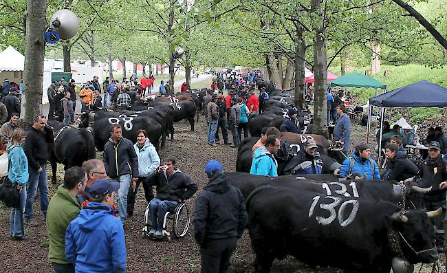 Bereits am frühen Sonntagmorgen ist im Warteraum in Aproz viel los.