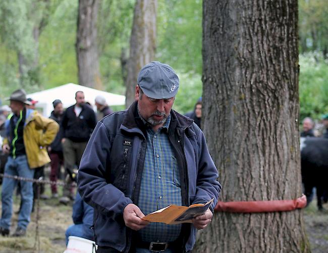 Impressionen vom diesjährigen Nationalen Finale der Eringer Rasse in Aproz am Sonntagmorgen.