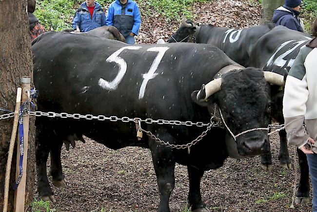 Gehört in diesem Jahr zu den Favoritinnen in Aproz: «Ruby» von Jeau Moulin et Glassey H.B. aus Vollèges.