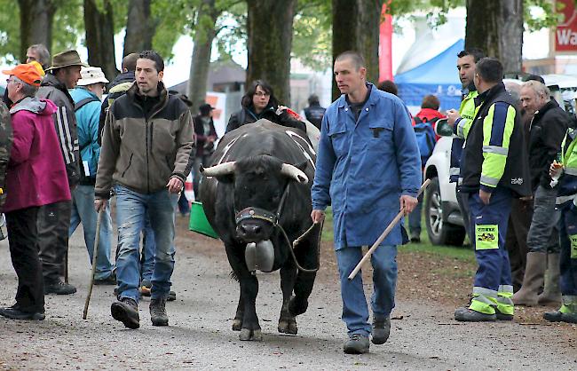 Impressionen vom diesjährigen Nationalen Finale der Eringer Rasse in Aproz am Sonntagmorgen.