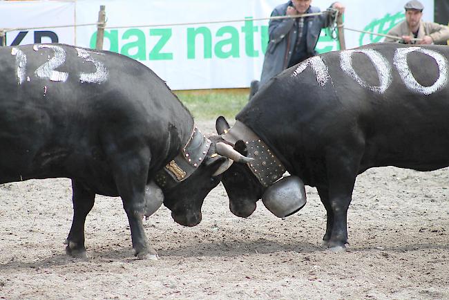 Finaler Schwung in der Kategorie Erstmelken: «Datak» mit der Nummer 125 von Jean Moulin gegen «Tinette» aus der Stallung Sterren aus Ausserberg.