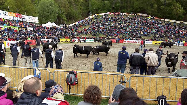 Der Final in der Kategorie 2: Auch «Frégate» steht in der Arena.