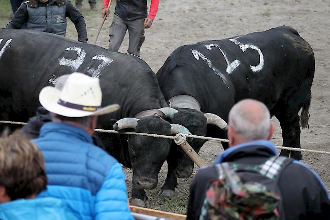 «Surprise» (37) von Yvo Fux aus Eggerberg und Siegerin in der Kategorie 3 lieferte sich im Finale zur Reine des Reines einen harten Kampf gegen «Datak» (125), den die Oberwalliserin nach langem Ringen schliesslich verlor.