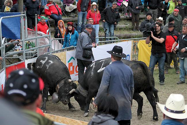 Die Oberwalliserin «Surprise» gegen die welsche «Datak» im Königinnen-Final.