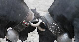 Auch am kommenden Nationalen Finale der Eringerrasse, welches am 5. und 6. Mai 2018 in der Arena in Aproz ausgetragen wird, werden Z&uuml;chter und Zuschauer wieder erbitterte K&auml;mpfe zu sehen bekommen. 